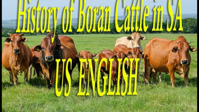 The Remarkable History of Boran Cattle in South Africa.